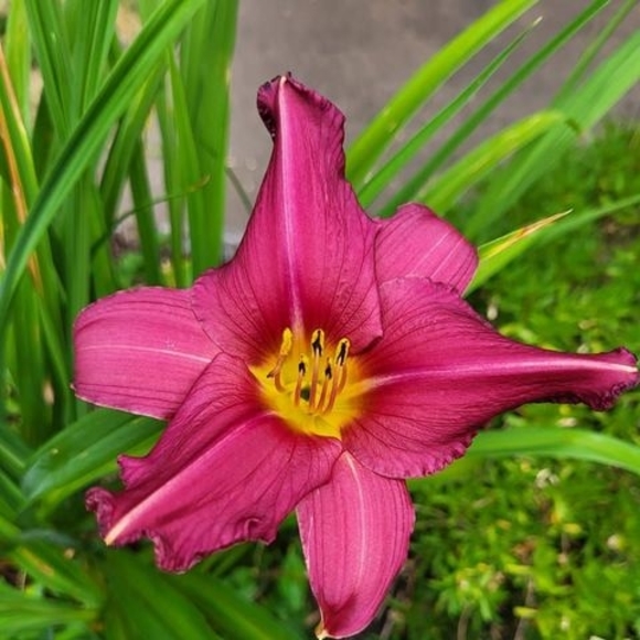 Meet your Posher, Stephanie - Picture 1 of 1